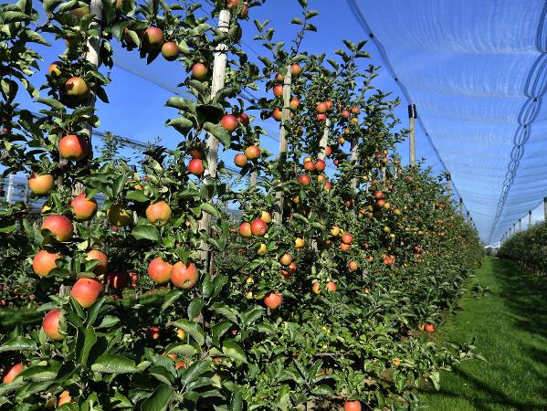 Apfelplantage Reihe Netzabdeckung